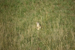 Bison-Ranch_DSC01181