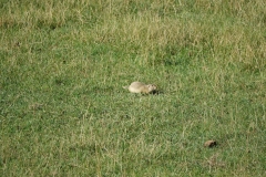 Bison-Ranch_DSC01183