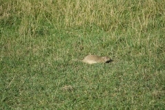 Bison-Ranch_DSC01188