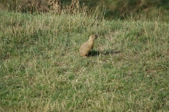 Bison-Ranch_DSC01207