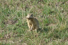 Bison-Ranch_DSC01211