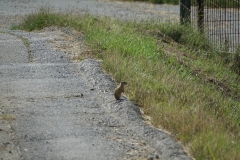 Bison-Ranch_DSC01215