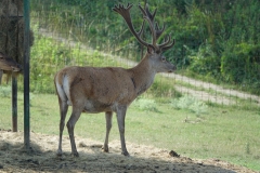 Bison-Ranch_DSC01216