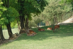 Bison-Ranch_DSC01220