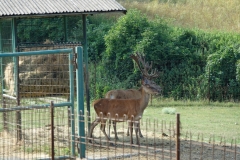 Bison-Ranch_DSC01221