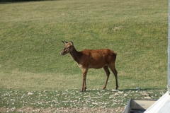 Bison-Ranch_DSC01223