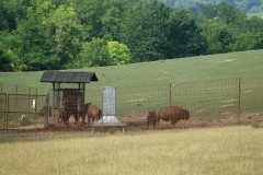 Bison-Ranch_DSC01225