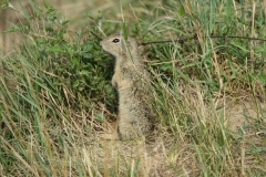 Bison-Ranch_DSC01232