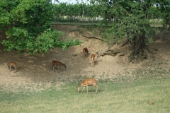 Bison-Ranch_DSC01239