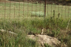 Bison-Ranch_DSC01245