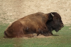 Bison-Ranch_DSC01259