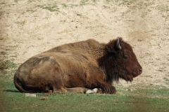 Bison-Ranch_DSC01261