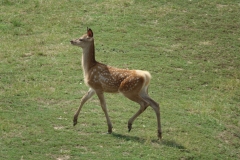 Heldenberg_DSC01040