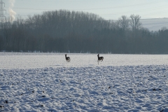 Rehe_20210110_DSC08823