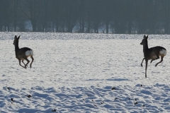 Rehe_20210110_DSC08823_A