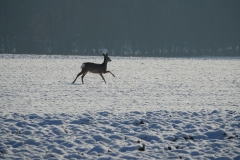 Rehe_20210110_DSC08825