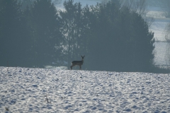 Rehe_20210110_DSC08837