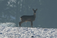 Rehe_20210110_DSC08837_A