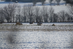 Rehe_20210111_DSC08873