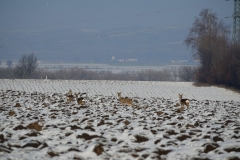 Rehe_20210111_DSC08874