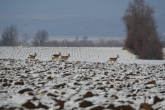 Rehe_20210111_DSC08878