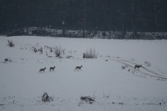 Rehe_20210112_DSC08912