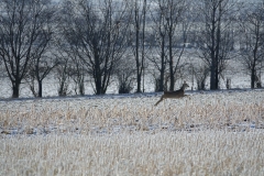 Rehe_20210213_DSC09212