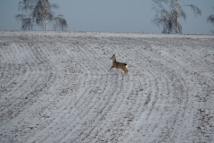 Rehe_20210213_DSC09227