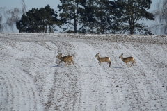 Rehe_20210213_DSC09228