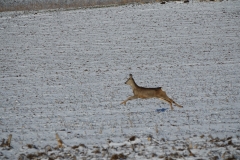 Rehe_20210213_DSC09235